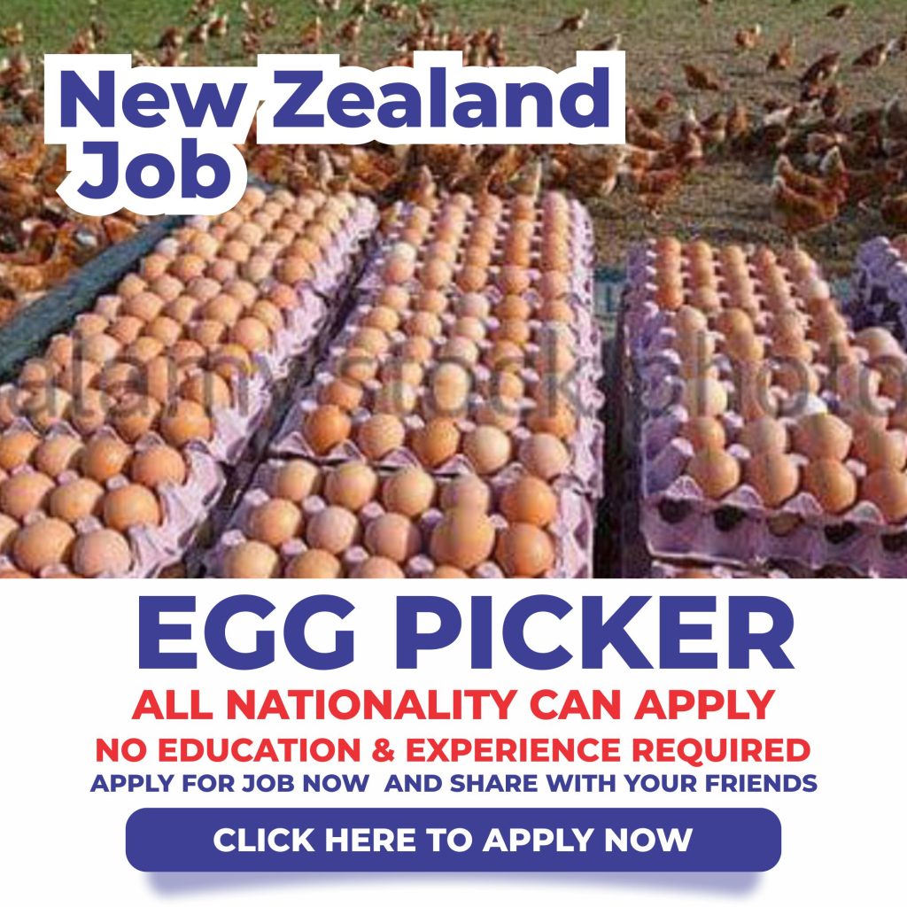 New Zealand Egg Picker Job Vacancies